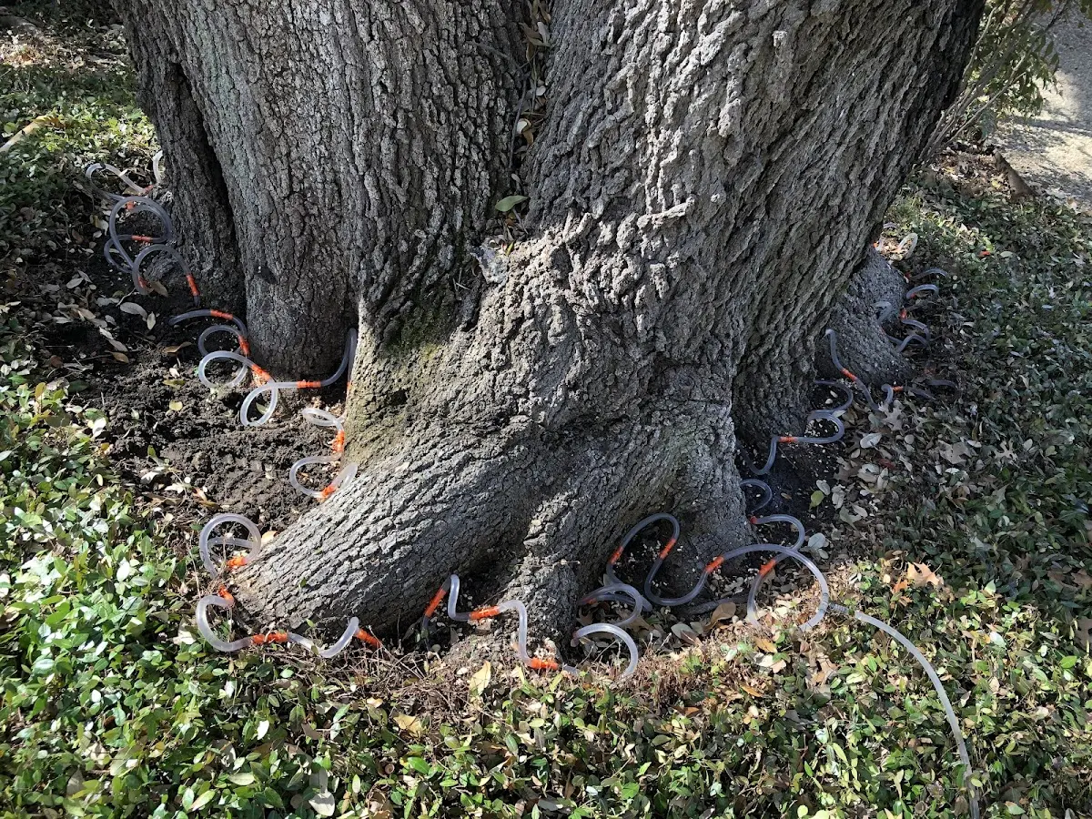 Detailed Tree Cabling and Bracing job site in Larchmont