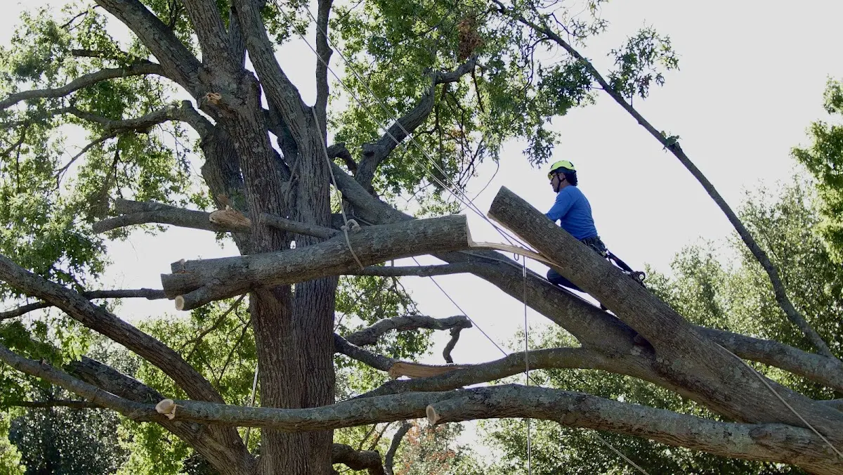 Professional Hazardous Tree Removal performed by certified arborists in Larchmont