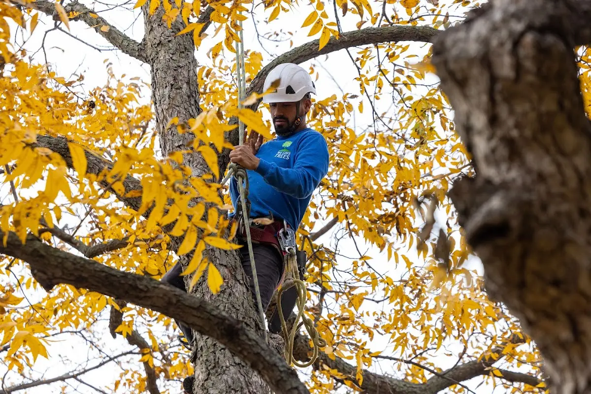 Skilled Tree Planing crew working in Larchmont
